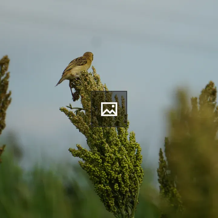 Bird on tall green plant