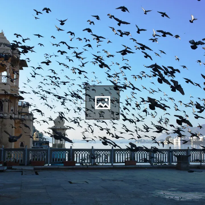 Pigeons by Lake Pichola