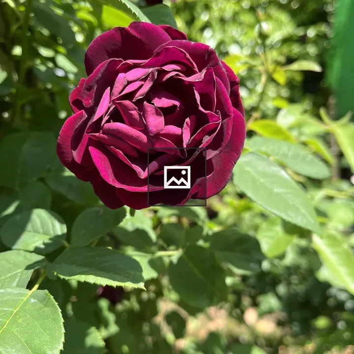 Velvety Red Rose Close-up