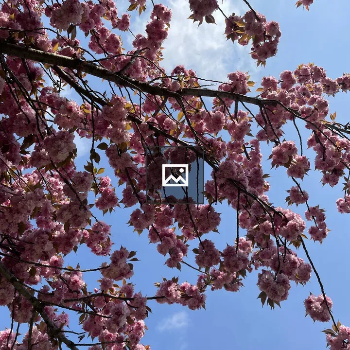 Pink petals on a tree