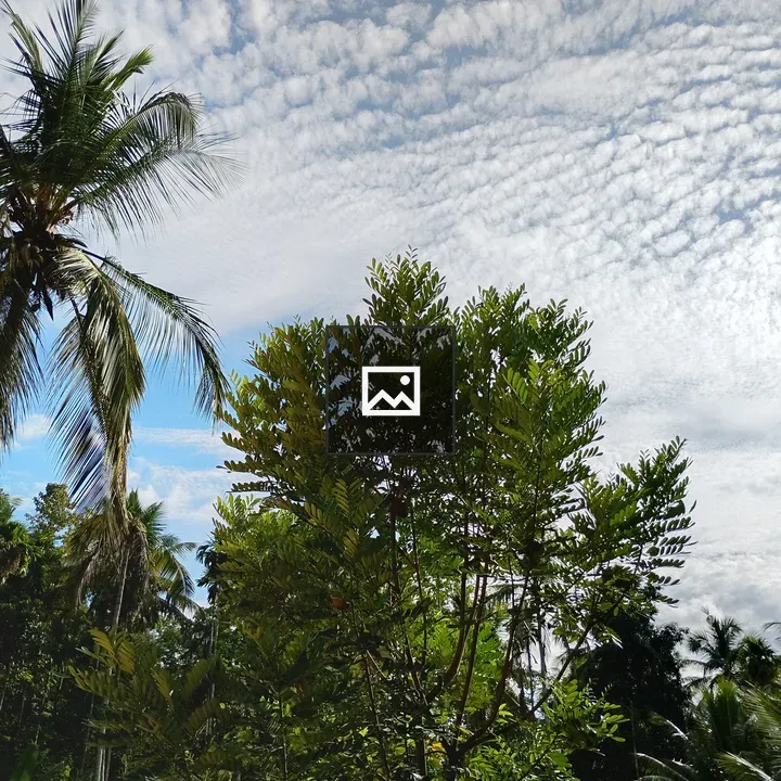 Palm tree in tropical forest