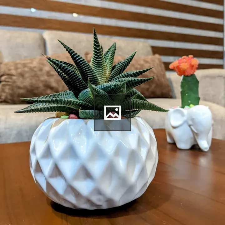 Cactus in ceramic pot