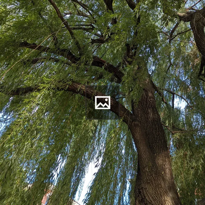 Willow Tree Viewed from Outside