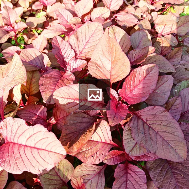 Red spinach plants on a field