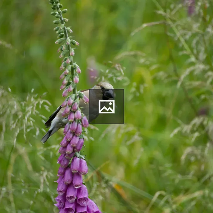 Hawfinch on Foxglove Inflorescence