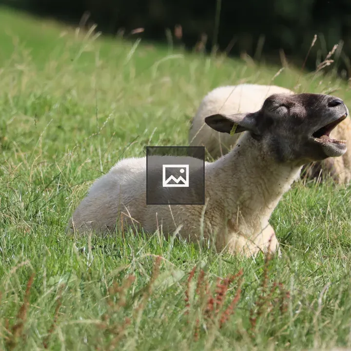 Ewe in Grass Field