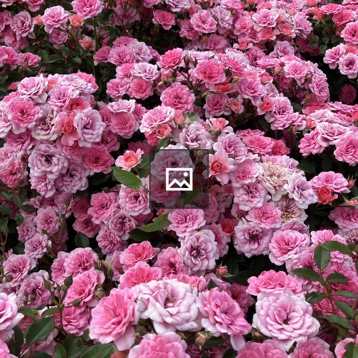 Pink cluster of flowers