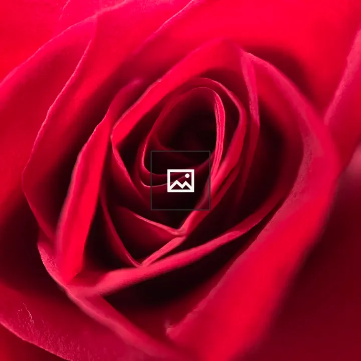 Heart of a red rose
