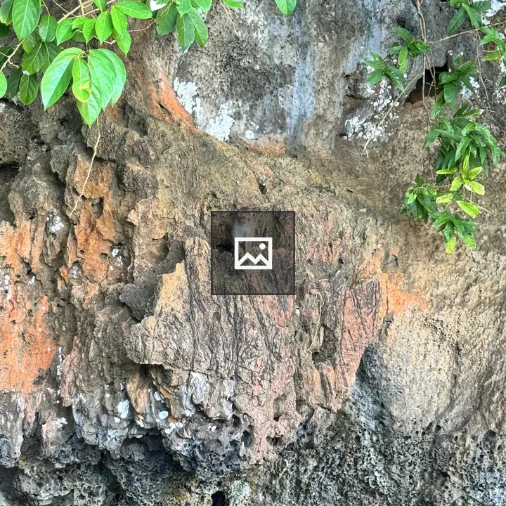 Small grey monkey on rocky cliff