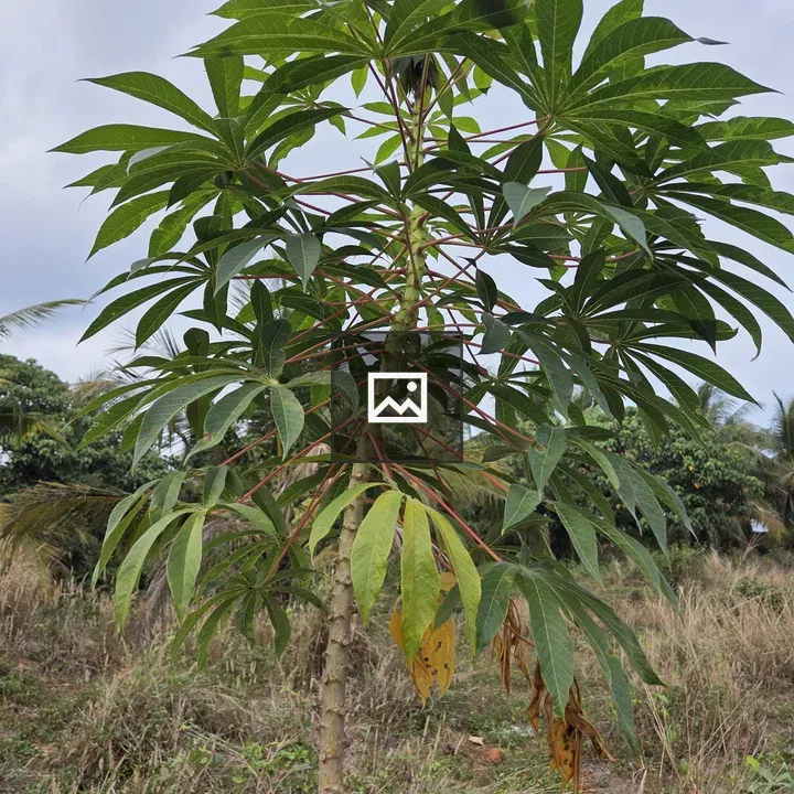 Tapioca Tree in Green Landscape