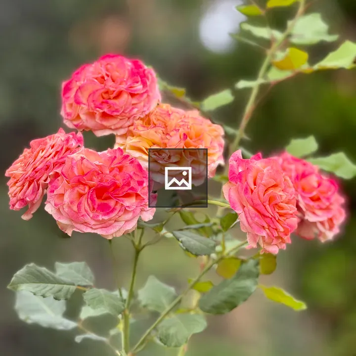Orange-pink roses on tall stem
