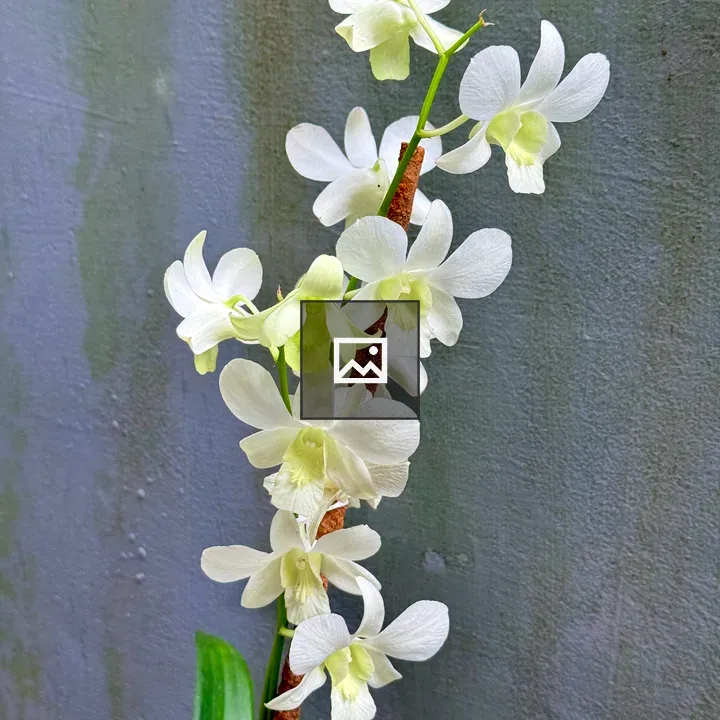 White orchid stem against wall
