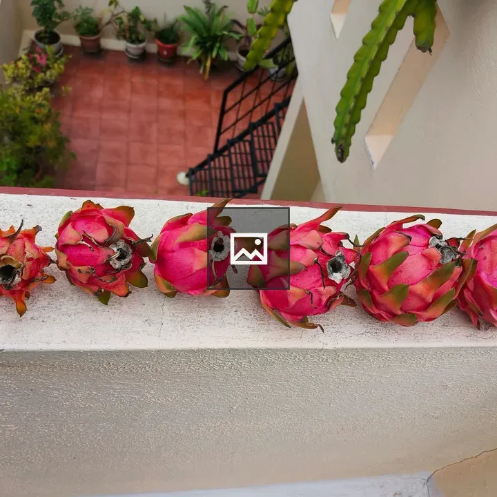 Six pink dragon fruits lined up