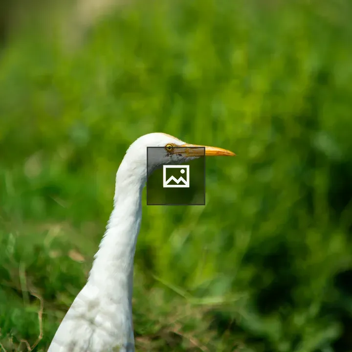Portrait of a Greater Egret