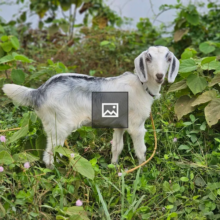 White baby goat with black markings