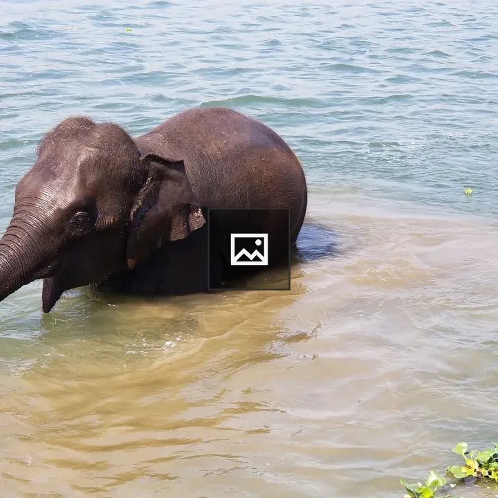 Elephant Bathing in River
