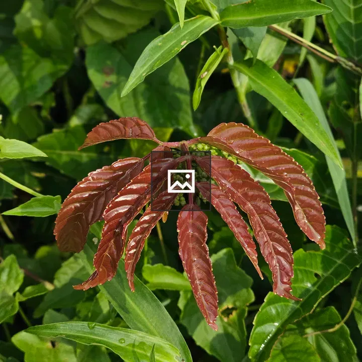 Fresh reddish new leaves