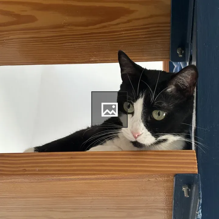 Black and white cat on wooden step