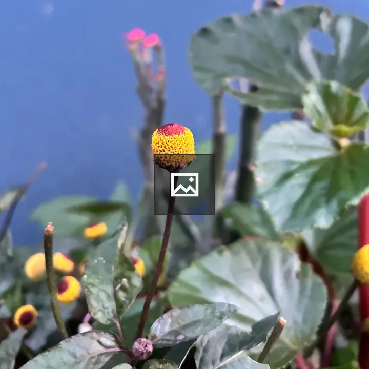 A plant with yellow flowers