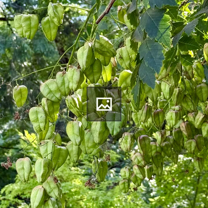 Green seed pods of Golden Rain Tree