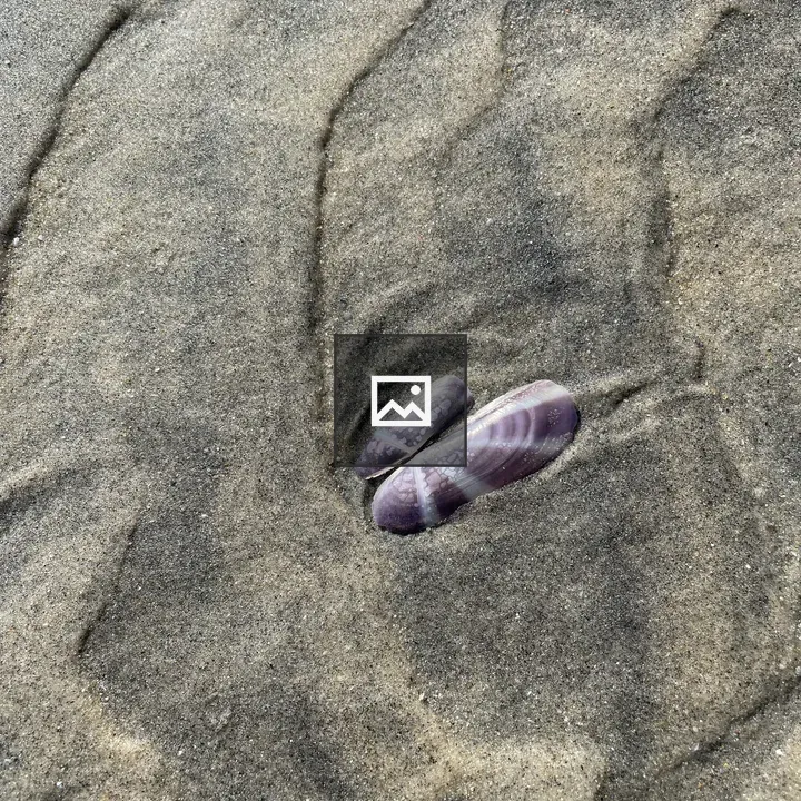Seashell in Kerala sand