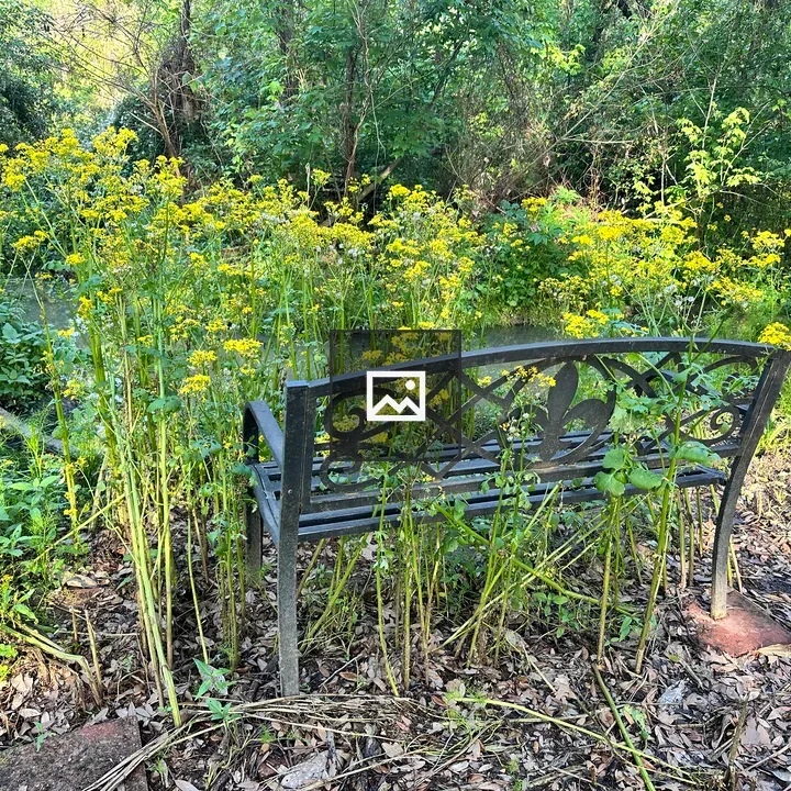 Iron bench at woods edge
