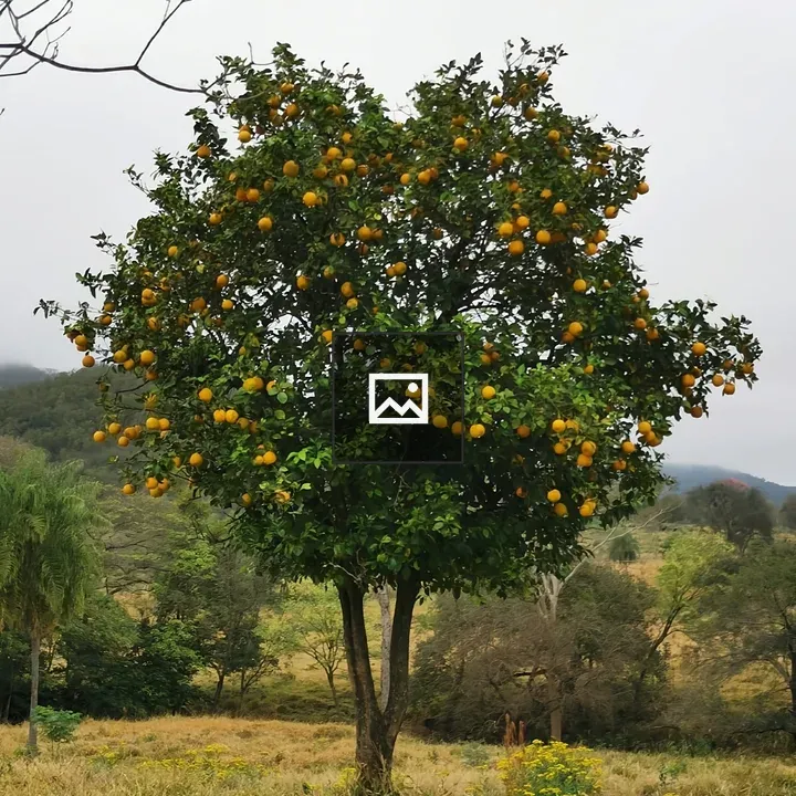 Lemon tree in Paraguay