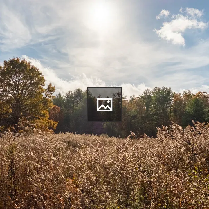 Field of tall grass in New England