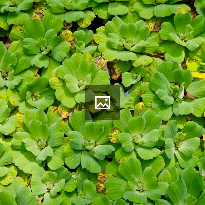 Water lettuce cluster on pond