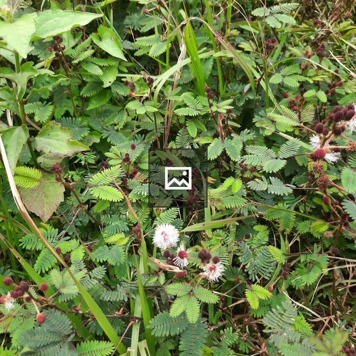 Sensitive plants in a grass field
