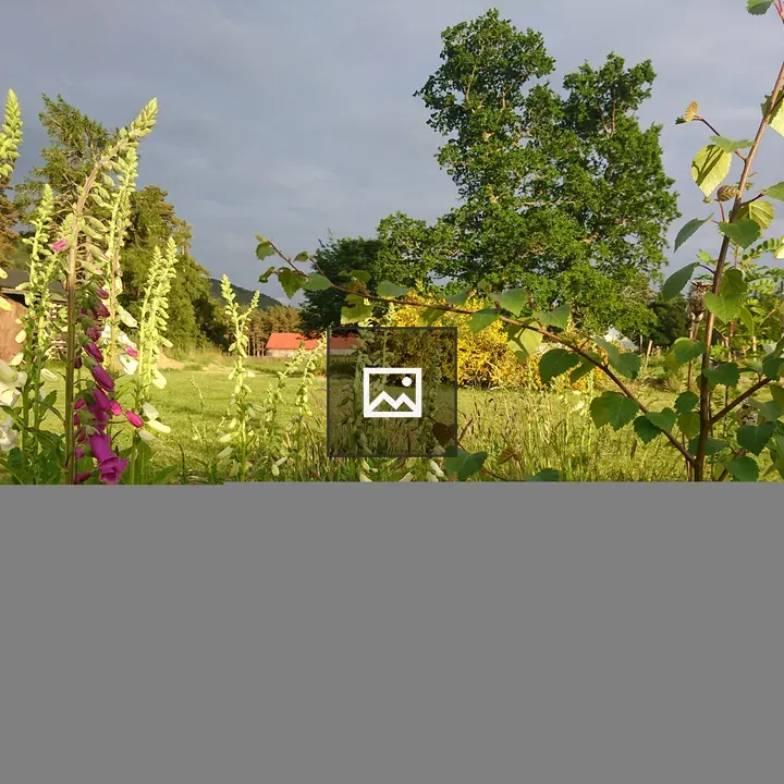 Foxgloves in Garden Sunshine