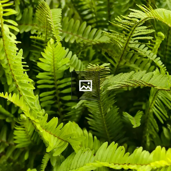 Boston fern close-up