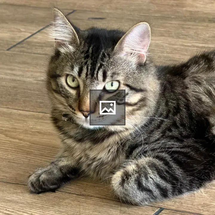 Tabby Cat on Wooden Floor