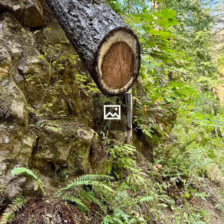 Cut Tree Trunk on Rocky Slope