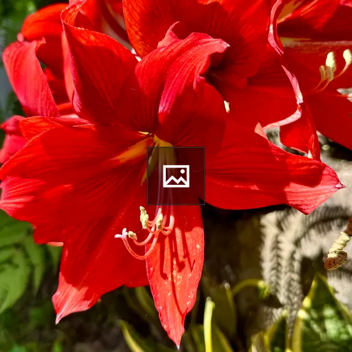 Large red trumpet flowers