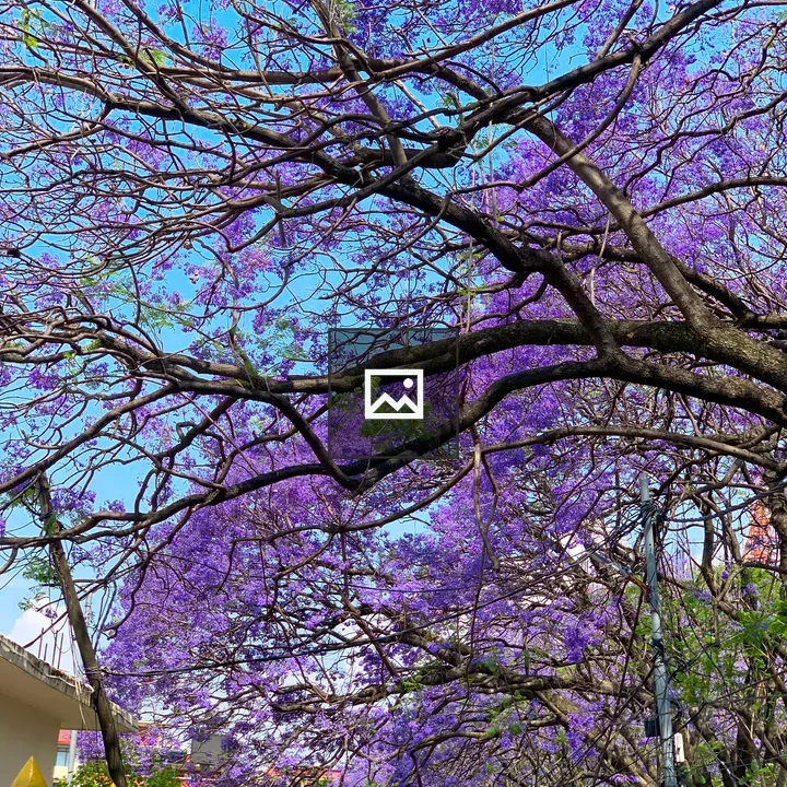 Jacaranda canopy over fence