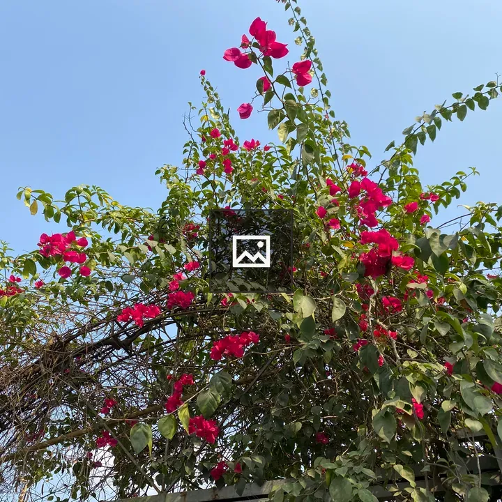 Bougainvillea Flowers and Leaves
