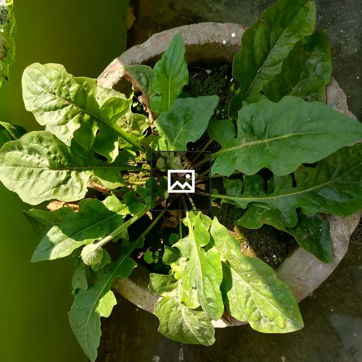 Potted plant with broad dark leaves