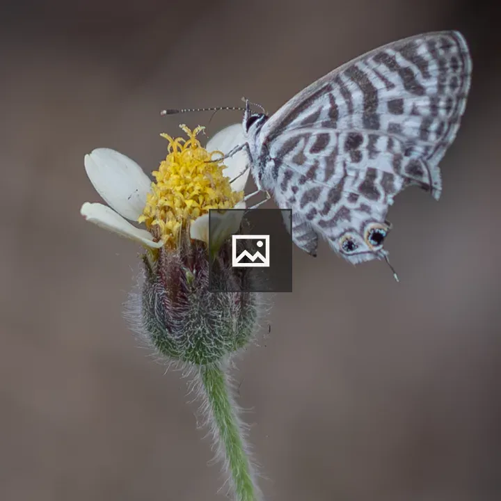 Small butterfly on yellow flower