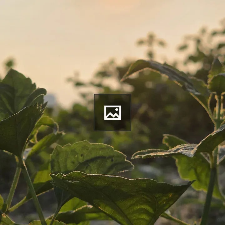 Golden hour through bush leaves