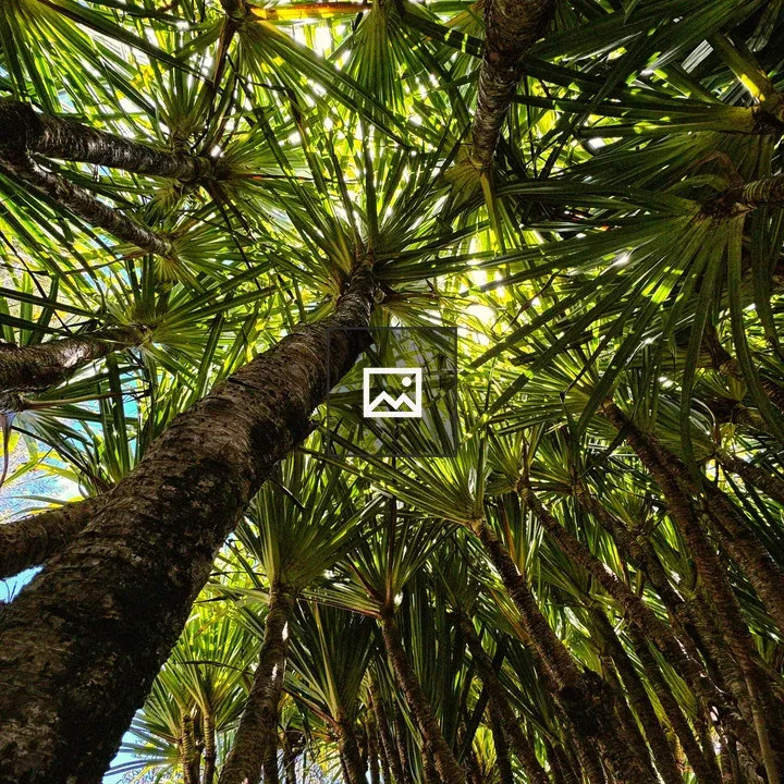 Tall palm-like trees canopy