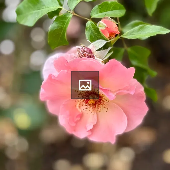Pink rose with bud in bloom