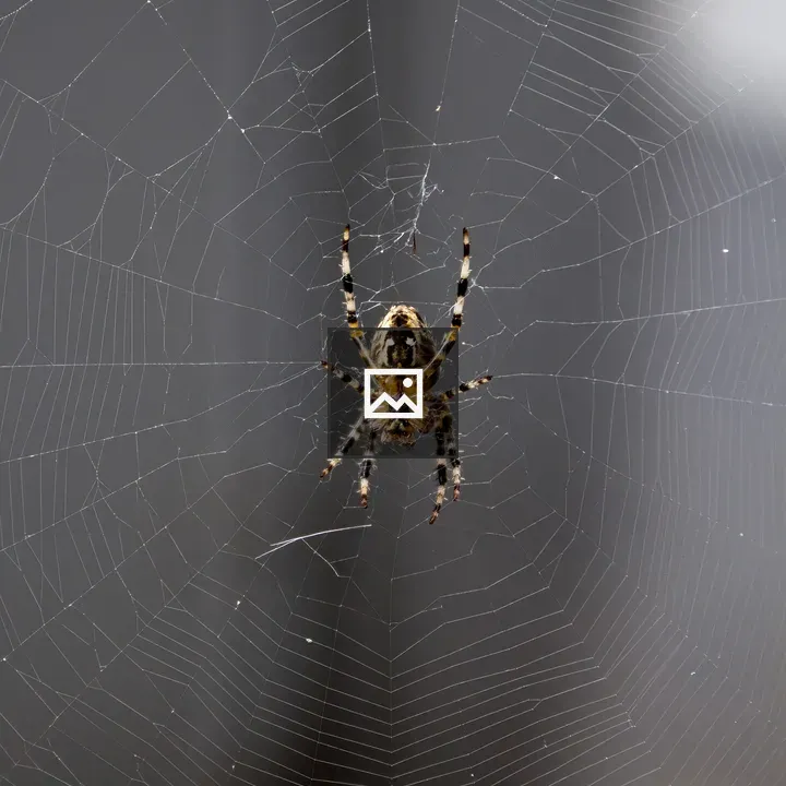 Spider in Web Center