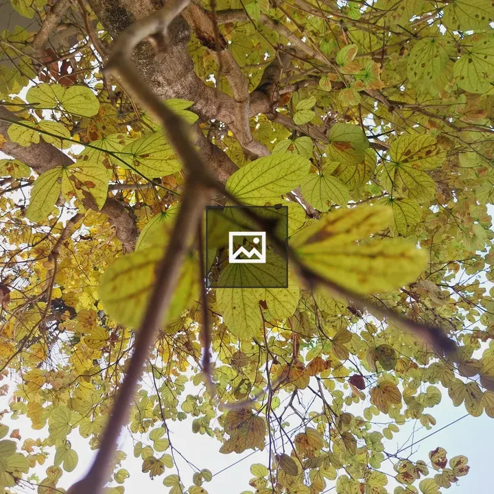 Leaves Through Branches Looking Up
