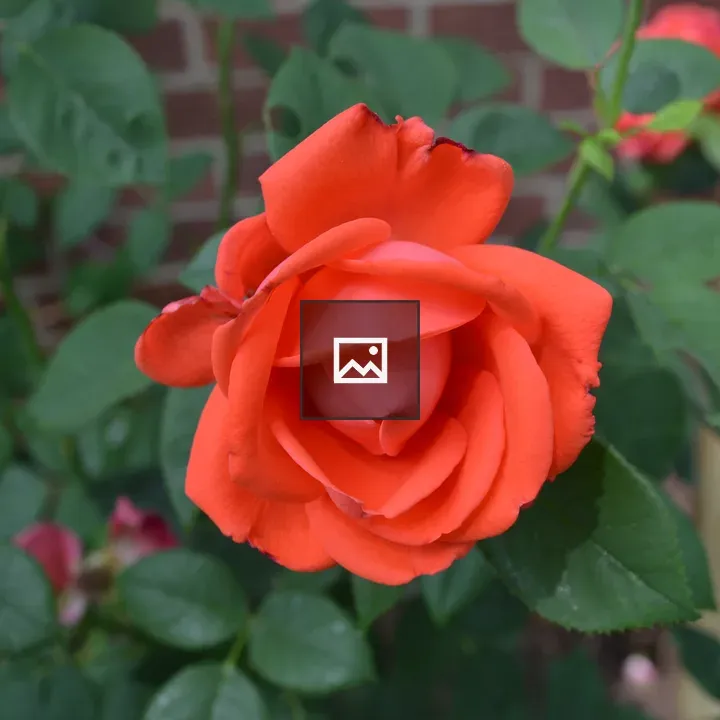Orange rose
