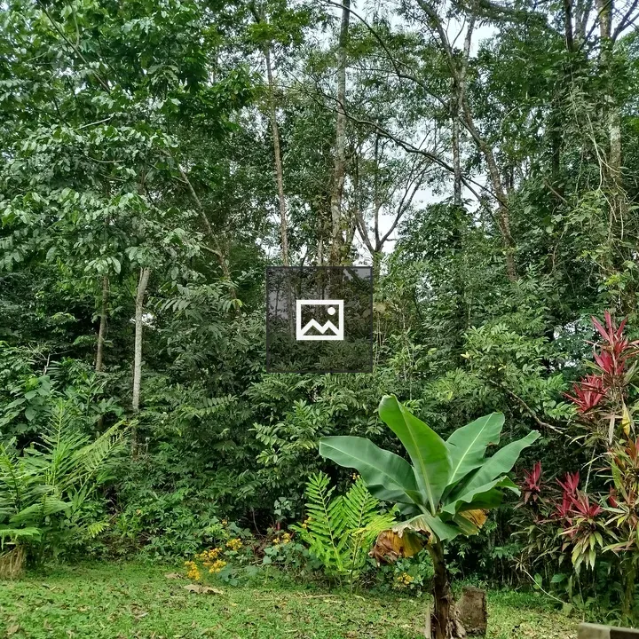 Dense tropical plants scene