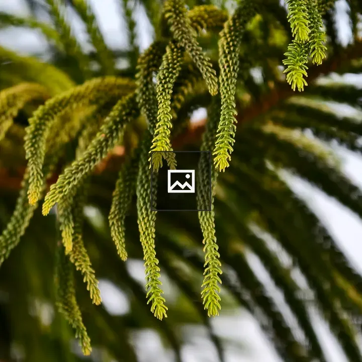 Close up of bright green pine branches