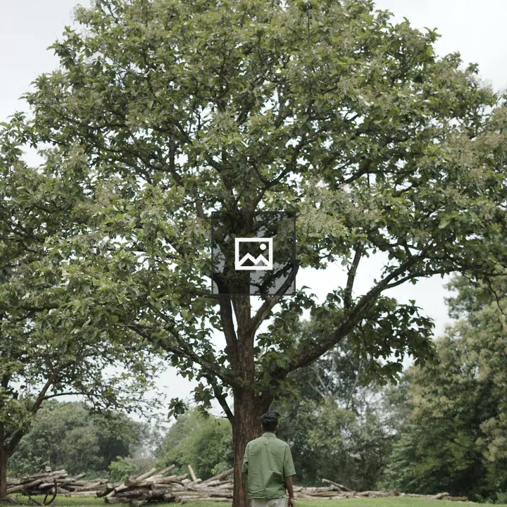 Person walking toward tree in field