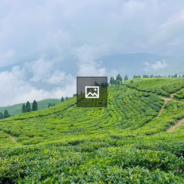Tea plantation on rolling hills