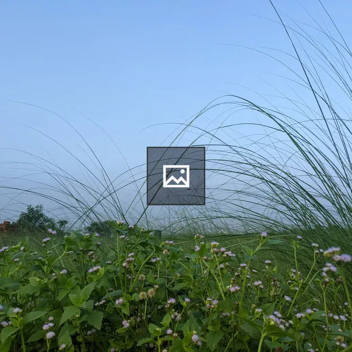 Small purple-flowered plants in grassland